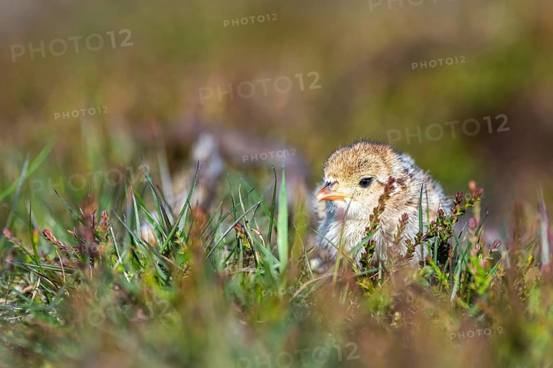 Chick of Red-legged Partridge, Alectoris rufa, North York Moors National Park, Yorkshire, England, United Kingdom, Europe