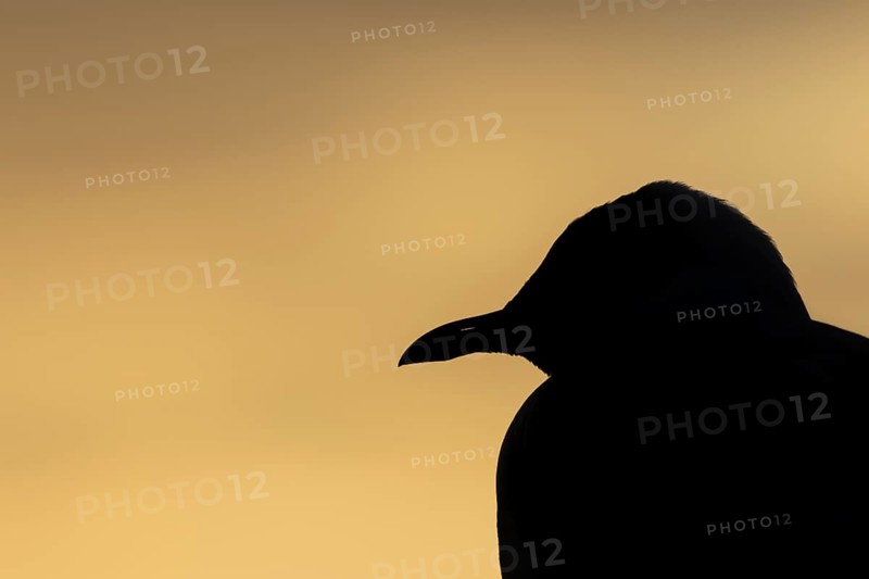 Black headed gull (Chroicocephalus ridibundus) adult bird silhouette head portrait at sunset, Norfolk, England, United Kingdom, Europe