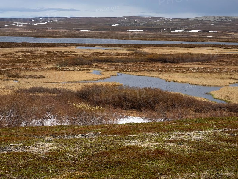 Tundra and mire landscape, in Varanger National Park, Varanger Fjord, May, Norway, Europe