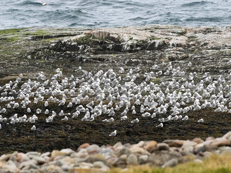 Black-legged kittiwake (Rissa tridactyla), flock resting on coastal rocks of Arctic Ocean, beside breeding colony, May, Varanger Fjord, Norway, Europe