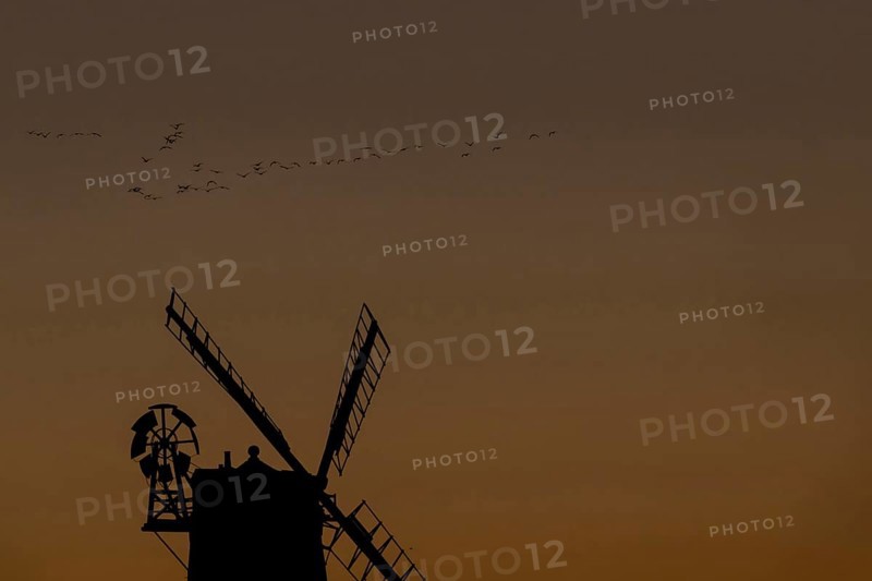 Windmill silhouette at sunset with a red sky and a skein or flock of Pink-footed geese (Anser brachyrhynchus) flying above, Cley-next-to-the-sea, Norfolk, England, United Kingdom, Europe