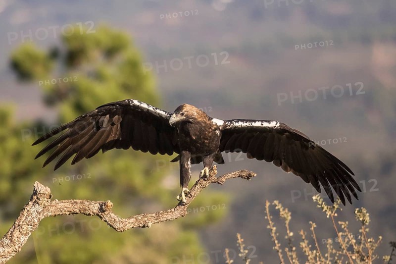 Iberian Eagle (Aquila adalberti), Spanish imperial eagle, Extremadura, Castilla La Mancha, Spain, Europe