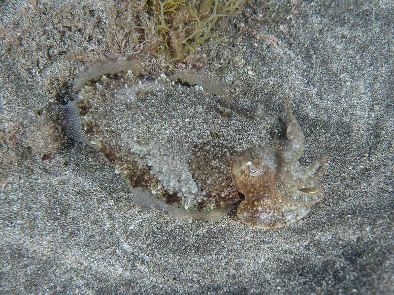 A juvenile Common cuttlefish (Sepia officinalis) lies well camouflaged in the lava sand of the seabed at night. Dive site Playa, Los Cristianos, Tenerife, Canary Islands, Spain, Europe