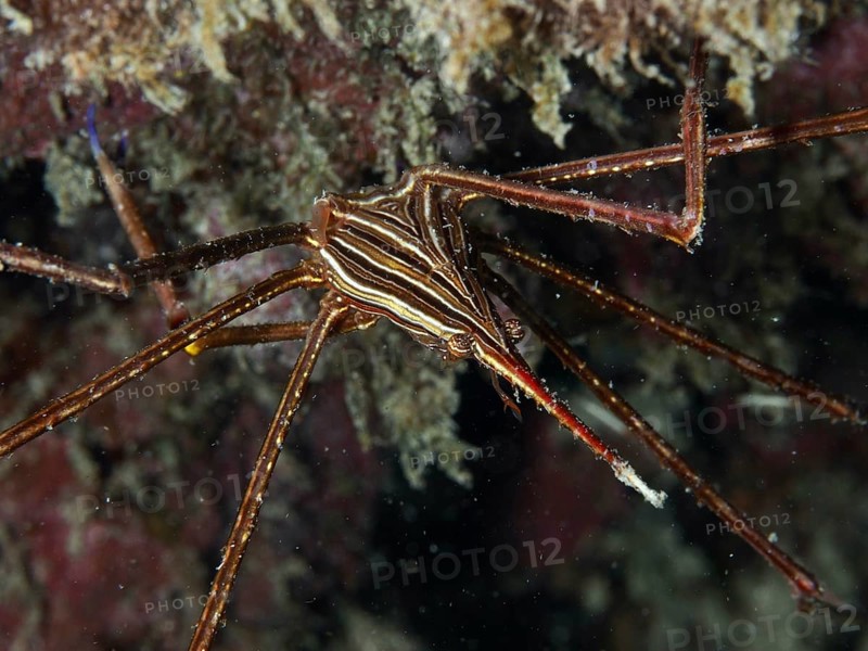A striped arrow crab (Stenorhynchus lanceolatus) moves across an algae-covered seabed. Dive site Maravilla, Las Galletas, Tenerife, Canary Islands, Spain, Europe