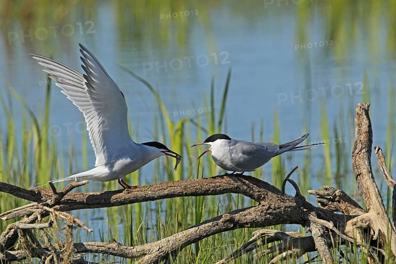 Common Tern (Sterna hirunda) Courtship, male presents bridal gift to female, Central Sweden, Sweden, Scandinavia, Europe