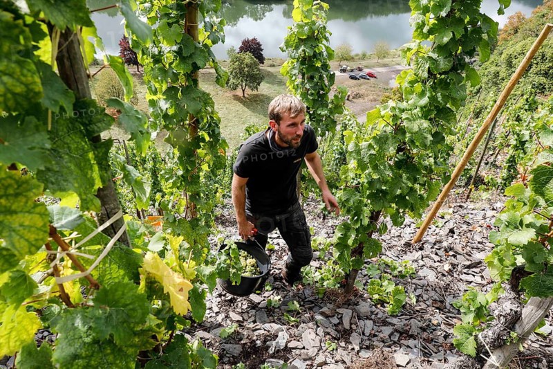 Winemaker Kilian Franzen harvesting Riesling grapes in one of the steepest vineyards in Europe, Neef, 30/09/2020