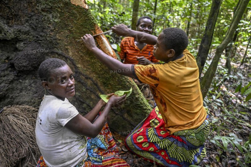 Pygmy woman from the Baka or BaAka people collect tree bark, cosmetics, Dzanga-Sangha Special Dense Forest Reserve, Sangha-Mbaéré Prefecture, Central African Republic, Africa