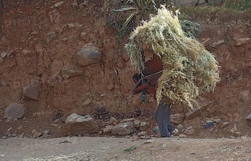 In the highlands between Mekele and Lalibela, farmer carries his cut grain home on his back, Ethiopia, Africa