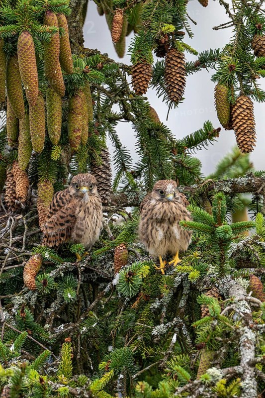 Common kestrel (Falco tinnunculus), two young birds not yet able to fly sitting on a branch outside the nest, Rhineland-Palatinate, Germany, Europe