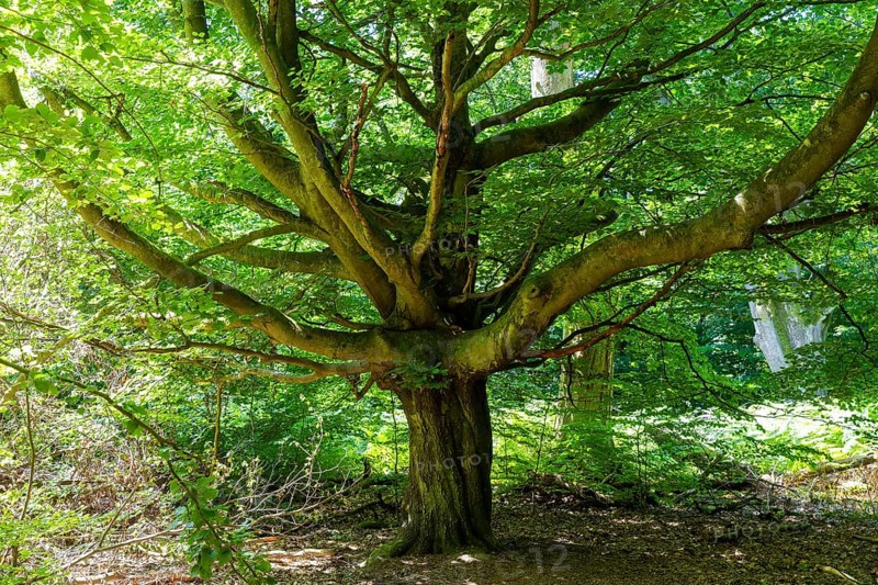 The Sababurg primeval forest, also known as the Reinhardswald primeval forest, is a nature and landscape conservation area that emerged from a hut forest. It is located near the Sababurg in the Reinhardswald in the northern Hessian district of Kassel, Reinhardswald, Reinhardswald, Hesse, Germany, Europe
