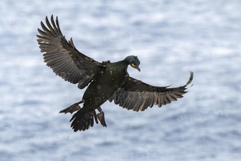 Common shag (Phalacrocorax aristotelis), flying in the snow, Hornoya Island, Hornøya, Vardø, Varanger Peninsula, Troms og Finnmark, Norway, Europe