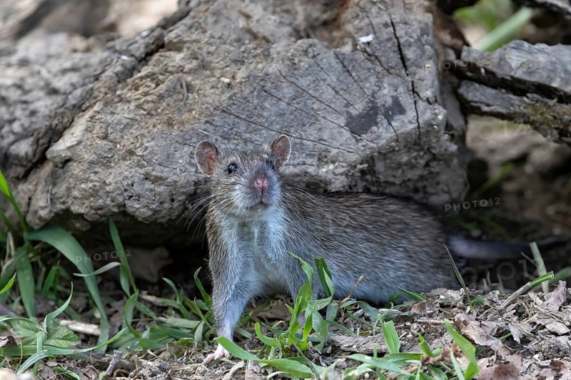 Brown rat (Rattus norvegicus) under dead wood, Austria, Upper Austria, Europe