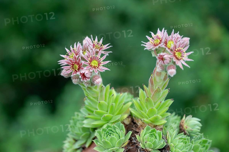 Flowering common houseleek (Sempervivum tectorum), Franconia, Bavaria, Germany, Europe