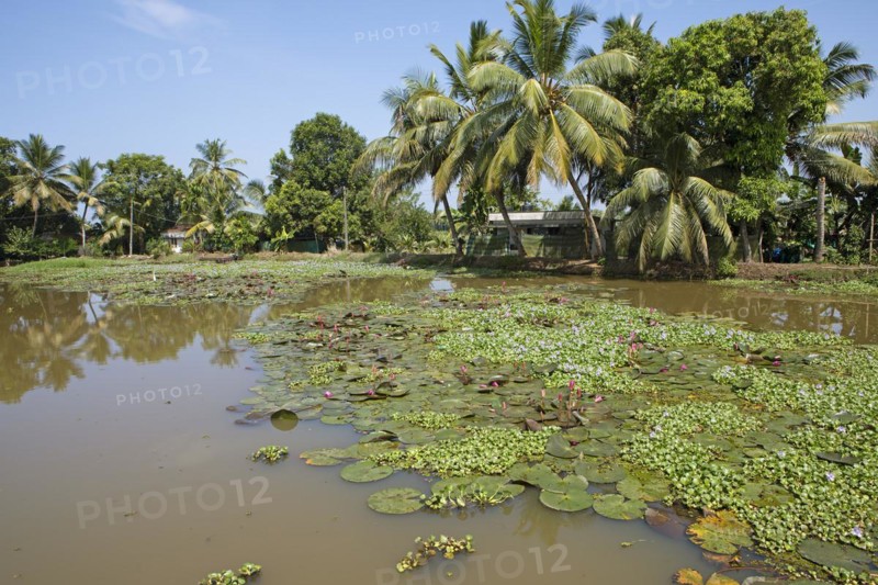 Lotus (Nelumbo) and water hyacinths (Pontederia subg. Eichhornia) blooming on a river in the canal system of the backwaters, palm trees on the banks, Kerala, India, Asia
