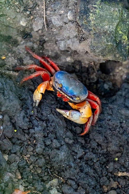 Harlequin crab (Cardisoma armatum), Manuel Antonio National Park, Puntarenas district, Costa Rica, Central America