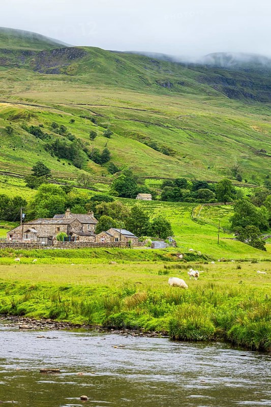 Sheeps and Farms in Yorkshire Dales National Park, North Yorkshire, England, United Kingdom, Europe