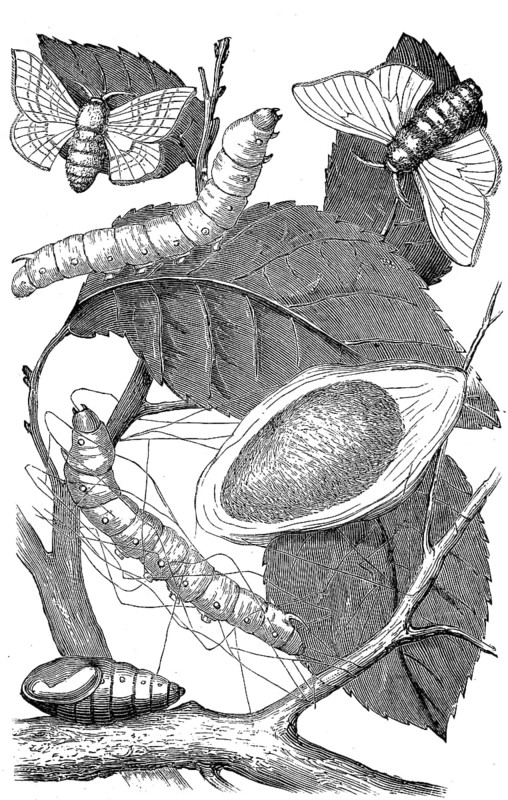 The developmental stages of the silk moth, mulberry moth, Bombyx mori, illustration from 1880, historical, digital reproduction of an original from the 19th century