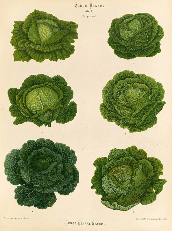 Vegetables, cabbage, savoy cabbage, after Ernst Samuel Benary (10 November 1819, 19 February 1893), Hessian horticulturalist, Historical, digitally restored reproduction from a 19th century original, Record date not stated