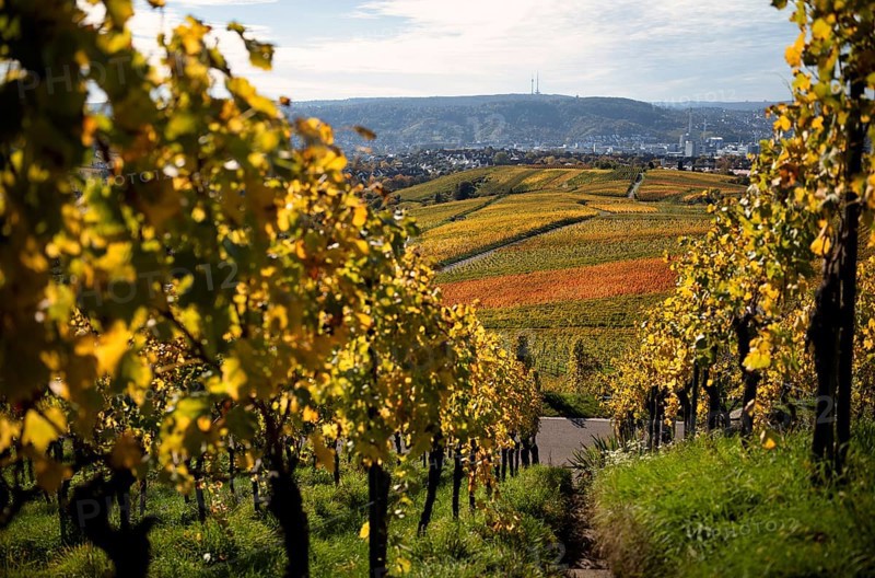 View of Daimler corporate headquarters, Mercedes-Benz plant Untertürkheim, television tower, radio tower, over vineyard, vines, grapevines, vine cultivation, autumn colouring, autumn, Kappelberg, Fellbach, Waiblingen, Baden-Württemberg, Germany, Europe