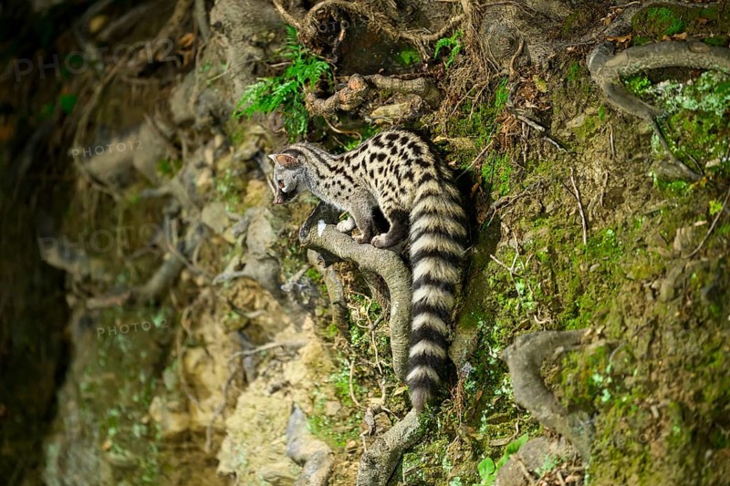Common genet (Genetta genetta), wildlife in a forest, Montseny National Park, Catalonia, Spain, Europe