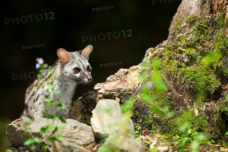 Common genet (Genetta genetta), wildlife in a forest, Montseny National Park, Catalonia, Spain, Europe