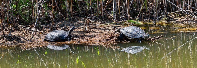 Two turtles resting on the shore of a body of water, turtles, left, European pond turtle (Emys orbicularis), right, Caspian turtle (Mauremys caspica), Lake Mavrobara, Chalkidiki, Halkidiki, Central Macedonia, Greece, Europe