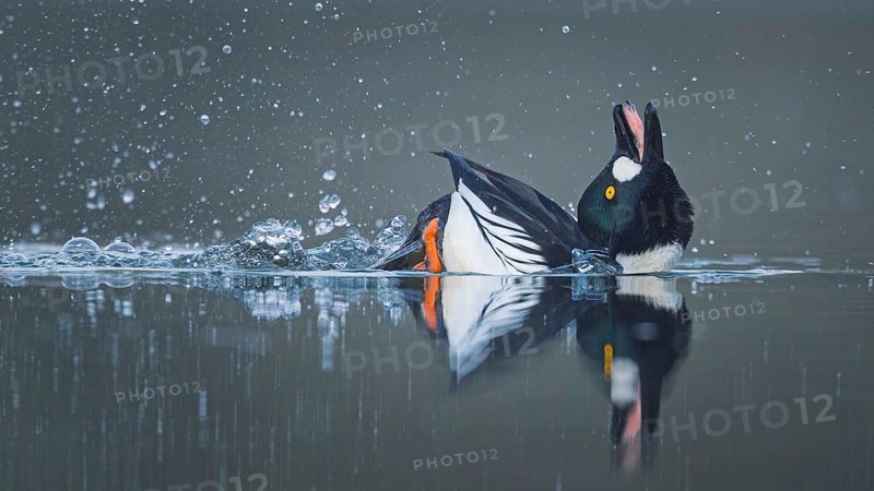 Common goldeneye (Bucephala clangula) male during courtship, mating ritual, migratory bird, Middle Elbe Biosphere Reserve, Saxony-Anhalt, Germany, Europe