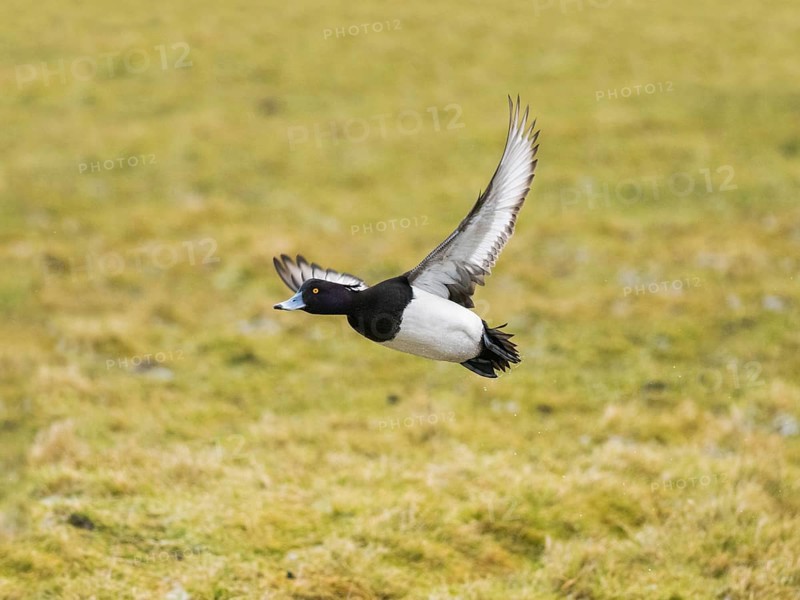 Reiherente (Aythya fuligula), Männchen im Flug, fliegt über ein Feld, auf der Insel Texel, Holland