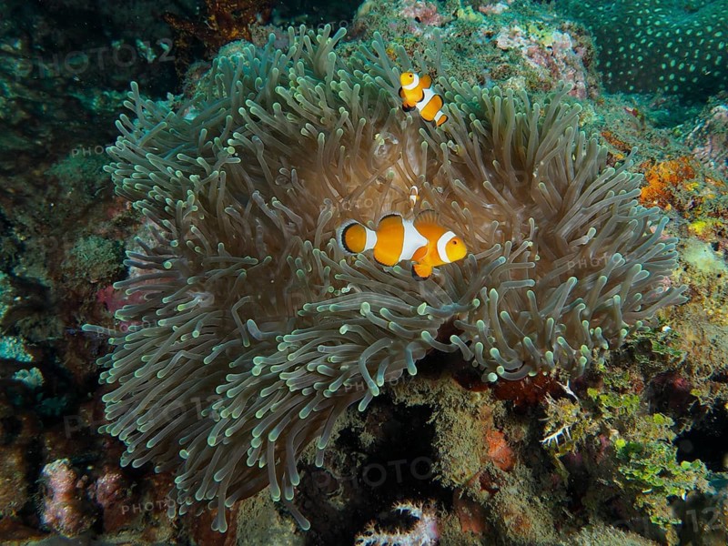 Ocellaris Clownfish (Amphiprion ocellaris) in a sprawling Anthopleura xanthogrammica (Stichodactyla gigantea), surrounded by corals under water, dive site Spice Reef, Penyapangan, Bali, Indonesia, Asia