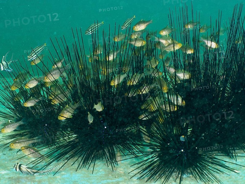Flagfin cardinalfish (Ostorhinchus hoevenii) swimming between the long spines of diademed sea urchins (Diadema setosum), in the sea, dive site Secret Bay, Gilimanuk, Bali, Indonesia, Asia
