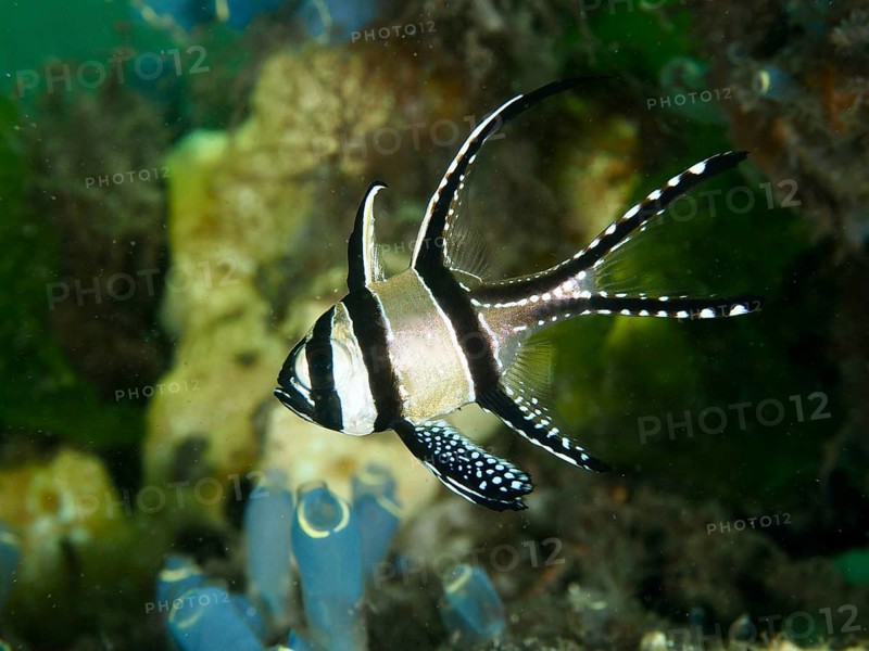A Banggai cardinalfish (Pterapogon kauderni) swims near colourful corals and sea squirts, dive site Secret Bay, Gilimanuk, Bali, Indonesia, Asia