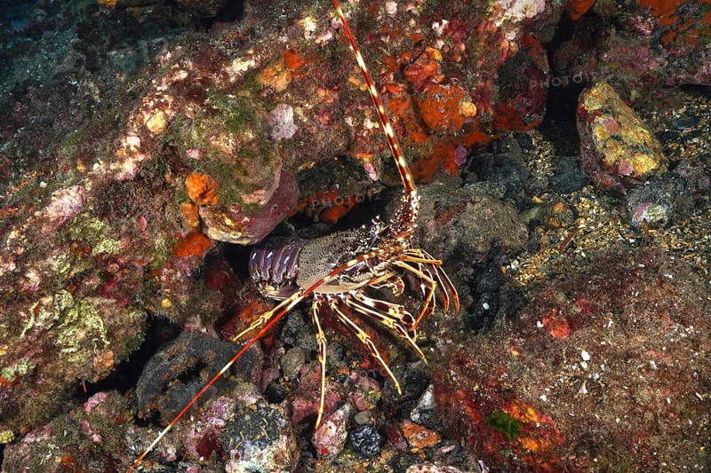 A colourful European spiny crayfish (Palinurus elephas) amidst algae and sea sponges hides between colourful rocks in the Mediterranean Sea near Hyères. Dive site wreck Le Vapeur, Giens peninsula, Provence Alpes Côte d'Azur, France, Europe