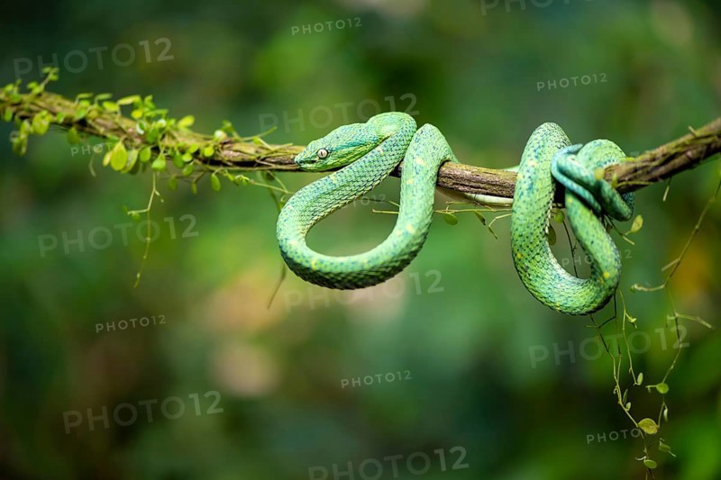 Bothriechis lateralis (Bothriechis lateralis), sitting on a branch, Heredia province, Costa Rica, Central America