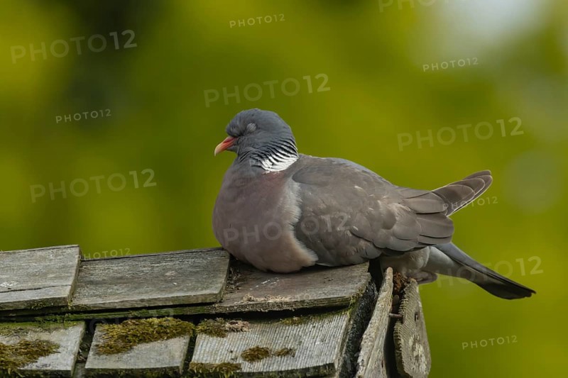 Wood pigeon (Columba palumbus) adult bird sleeping on an urban garden shed roof, England, United Kingdom, Europe