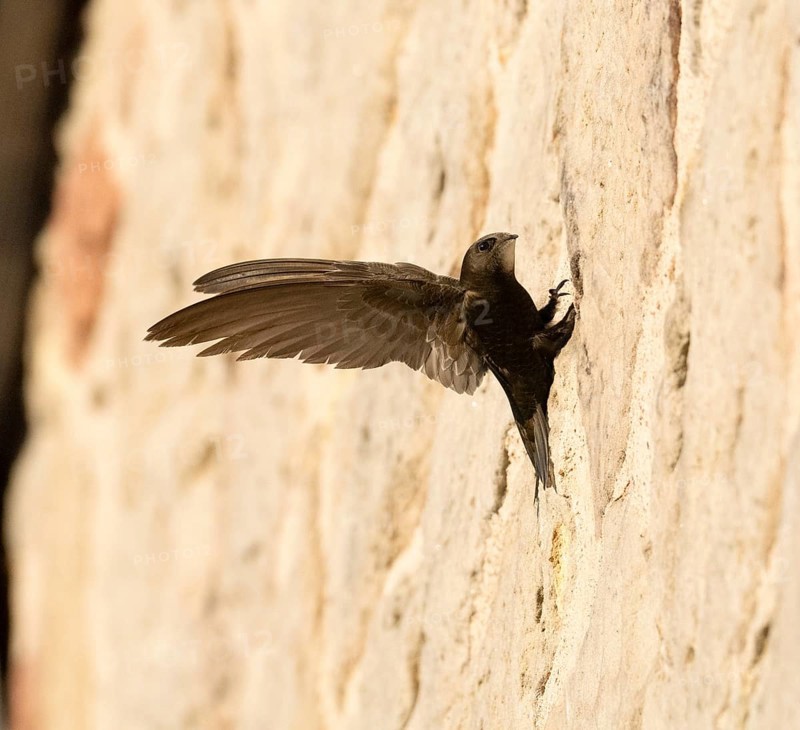 Common swift (Apus apus), adult bird with spread wings, helping it to balance as it clings to a house wall in front of its nesting hole, Hesse, Germany, Europe