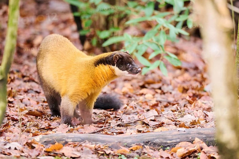 Yellow-throated marten (Martes flavigula) on the ground, Germany, Europe