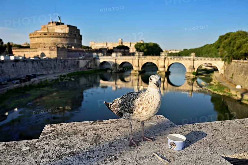 Young Mediterranean gull (Larus michahellis), sitting on a bridge while feeding, in the background Tiber and Castel Sant'Angelo, Rome, Lazio, Central Italy, Italy, Europe