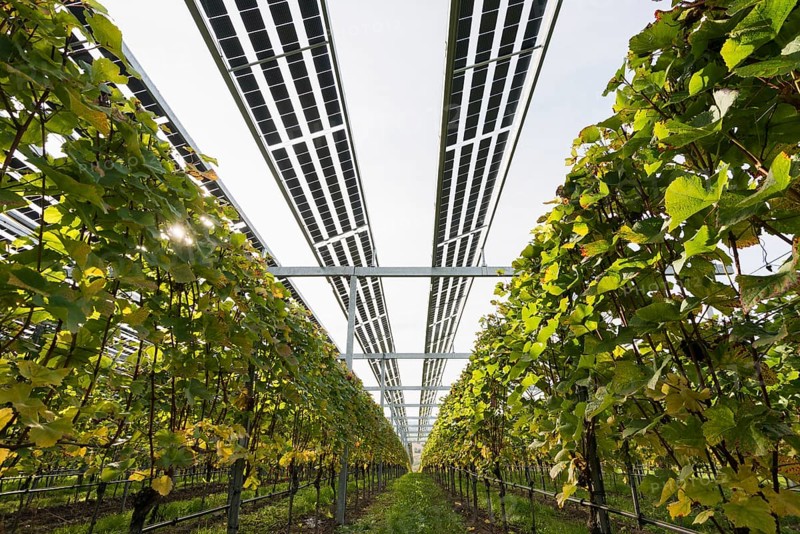 Solar plant in the vineyard, solar cells, solar modules, solar power plant, photovoltaic plant, Blankenhornsberg, near Ihringen, Kaiserstuhl, Baden-Württemberg, Germany, Europe
