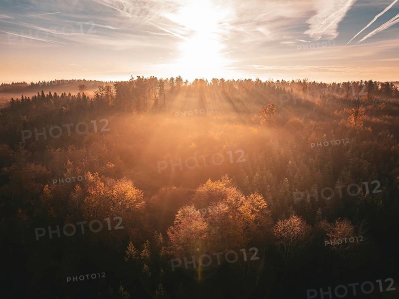 Forest landscape at sunrise with impressive rays of light and a misty, golden ambience, Gechingen, Black Forest, Germany, Europe