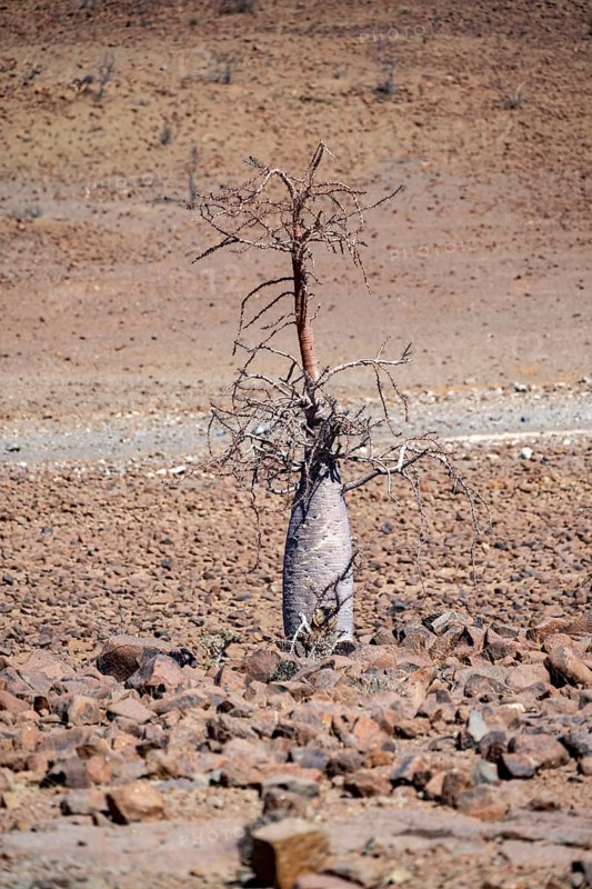 Bottle tree (Pachypodium lealii), in dry stony landscape, Damaraland, Kunene, Namibia, Africa