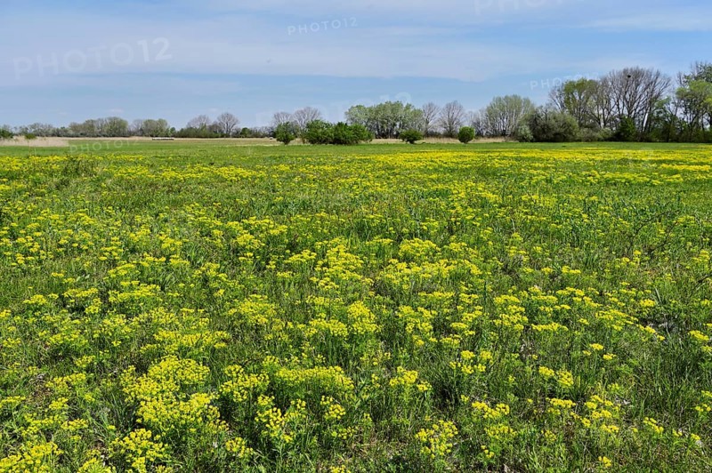 Field of flowering cypresses, spurge (Euphorbia cyparissias), Lake Neusiedl National Park, Seewinkel, Burgenland, Austria, Europe