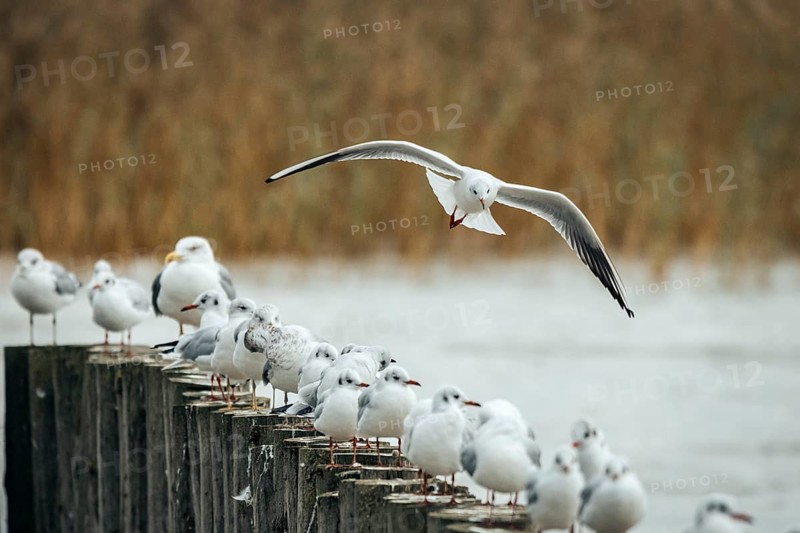 A seagull (Larinae) flies over sitting conspecifics on the lakeshore, Lake Neusiedl, Burgenland, Austria, Europe