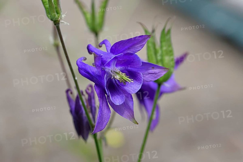 Columbine (Aquilegia vulgaris), blue flower at the edge of a forest, Wilnsdorf, North Rhine-Westphalia, Germany, Europe