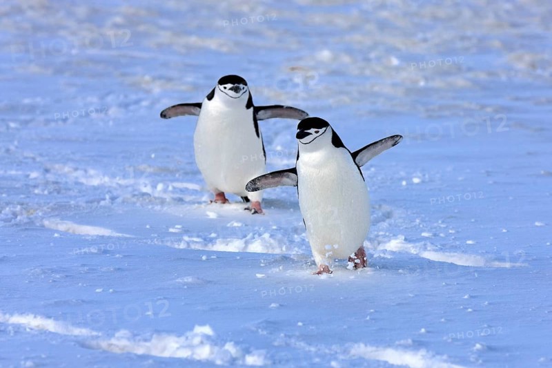 Chinstrap penguin (Pygoscelis antarctica), Antarctica, Brown Bluff, adult, pair, two, penguins, flightless, snow, walking, Antarctica