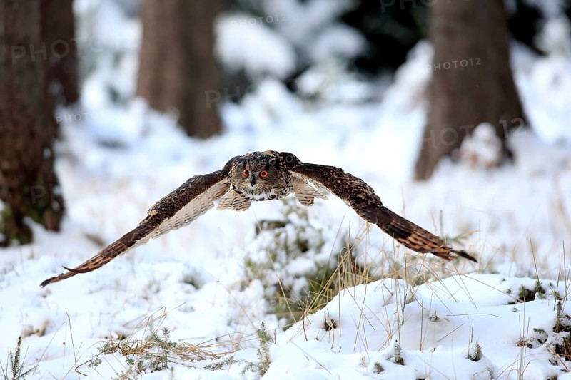 Eurasian Eagle-owl (Bubo bubo), adult flying in winter, in the snow, Zdarske Vrchy, Bohemian-Moravian Highlands, Czech Republic, Europe