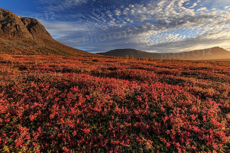 Autumn coloured blueberry bushes, red, morning light, cloudy mood, autumn, mountains, Stora Sjöfallet National Park, Laponia, Lapland, Sweden, Europe