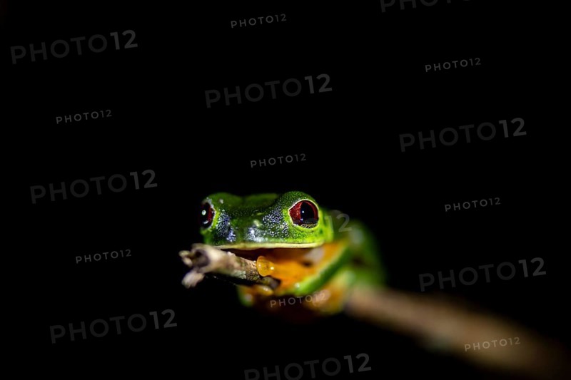 Red-eyed tree frog (Agalychnis callidryas), sitting on a branch, at night in the tropical rainforest, Puntarenas province, Costa Rica, Central America