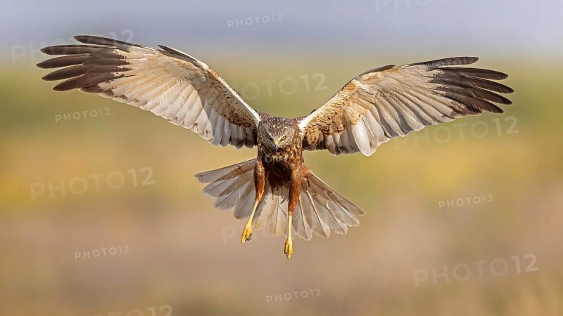 Marsh harrier (Circus aeruginosus) medium-sized bird of prey, male, hunting in reeds, on the hunt, looking for prey, foraging, defending own territory, flying, wingspan, Toledo, Spain, Europe