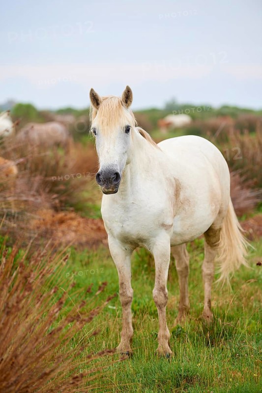 A white Camargue horse stands in a green meadow, surrounded by natural landscape and radiates peace, Camargue, France, Europe