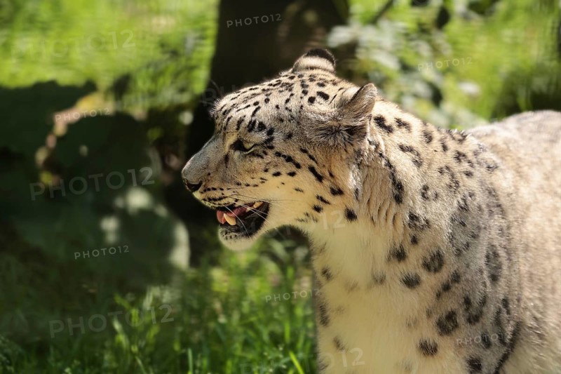 Snow leopard (Panthera uncia), captive
